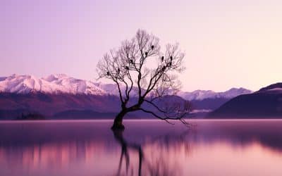 Perplexité et Variété : Révélations sur le Filtre Arbre pour Photoshop